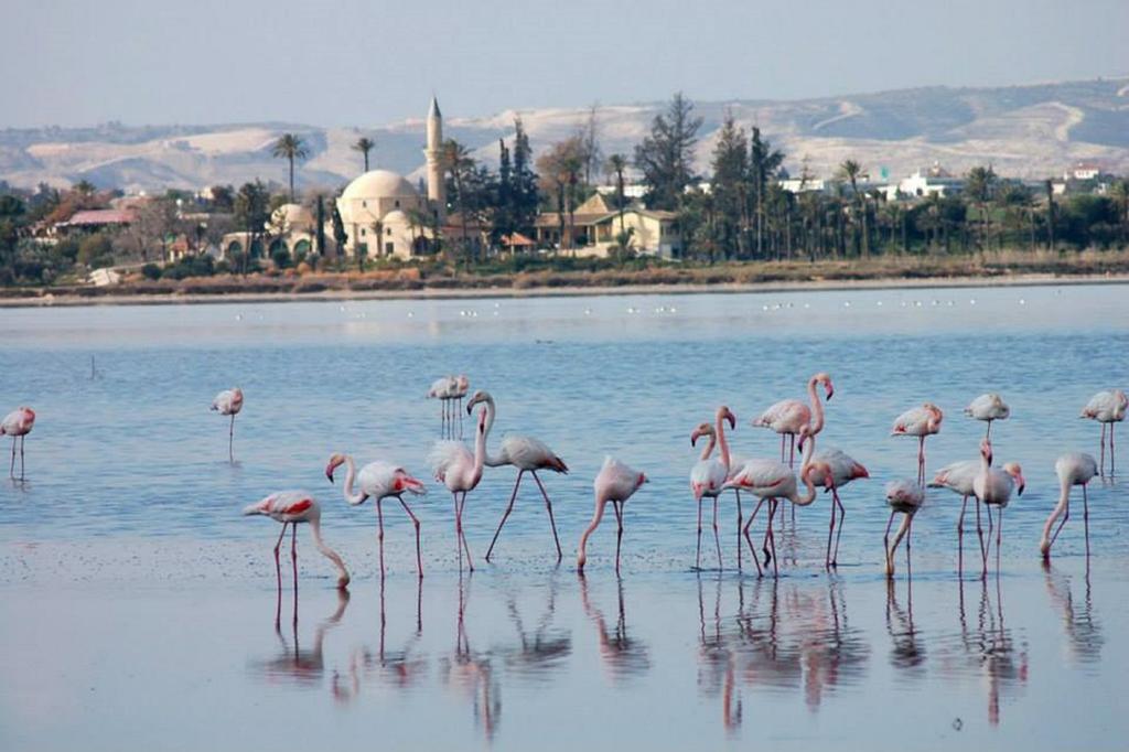 Ithaki Phinikoudes Apartment 307 Larnaca Værelse billede
